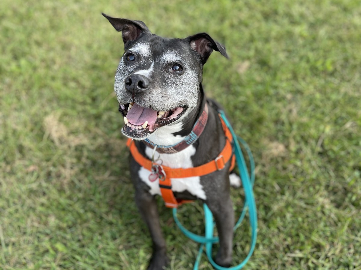 Grieving & Grateful. (an ode to my senior&nbsp;dog)