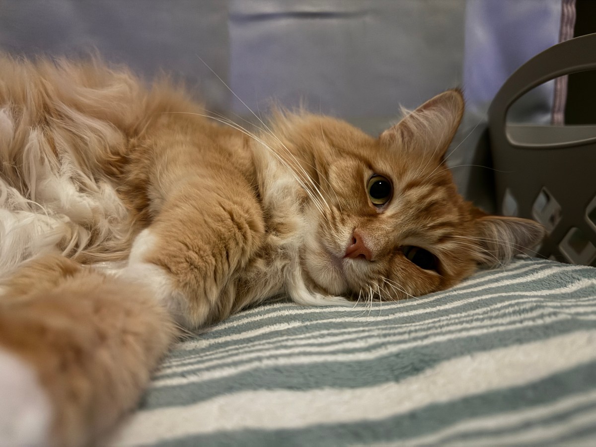 Look good, feel good: How Daily Physical Care Can Influence Your Pets’&nbsp;Behavior